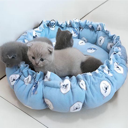 coussin chat nid bleu ours