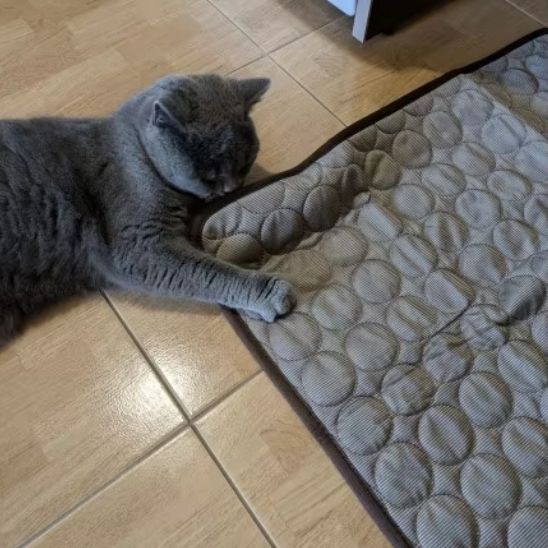 coussin chat-rafraîchissant™