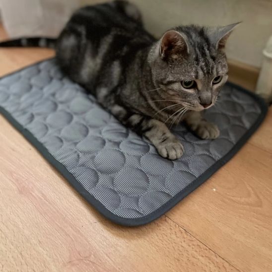 coussin chat-rafraîchissant™