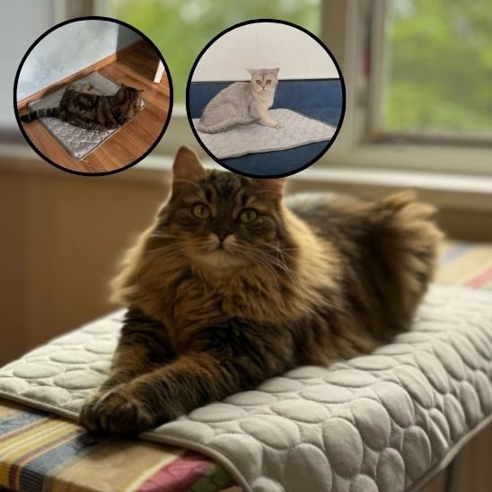 coussin chat-rafraîchissant™