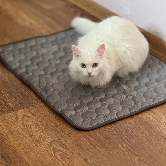 coussin chat-rafraîchissant™