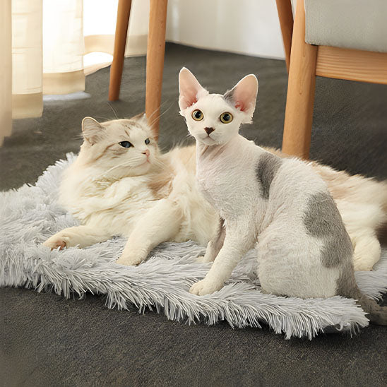 panier pour chat 2 en 1